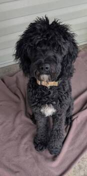 Clyde -  Labradoodle Dog for Adoption in Chattanooga, Tennessee - Clyde | PetCurious