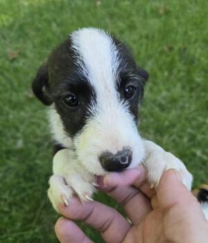 Agatha (Aggie) -  Border Collie and Jack Russell Terrier Dog for Adoption in Elizabeth, Pennsylvania - Agatha (Aggie) | PetCurious