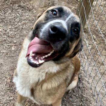 Anatolian Shepherd Dogs Available for Adoption in Wando, South Carolina - Cowboy | PetCurious