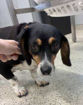 Naomi -  Mixed Breed Dog for Adoption in Lafayette, Indiana - Naomi | PetCurious