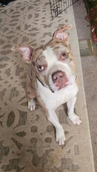 Loyal -  Mixed Breed Dog for Adoption in Vassalboro, Maine - Loyal | PetCurious
