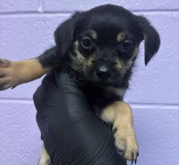 61230815 -  Mixed Breed Dog for Adoption in El Paso, Texas - 61230815 | PetCurious