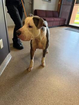 Enzo -  Pit Bull Terrier Dog for Adoption in Troy, Ohio - Enzo | PetCurious