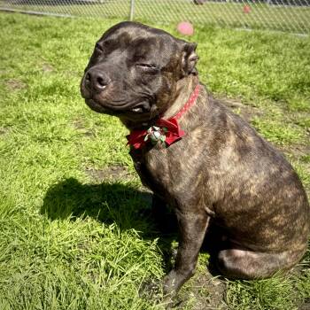 Rescue Plott Hound Dogs for Adoption in Ridgeland, South Carolina - Rosaretta | PetCurious