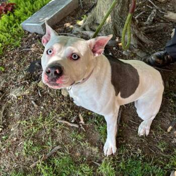 Aster -  Terrier Dog for Adoption in Waynesboro, Pennsylvania - Aster | PetCurious