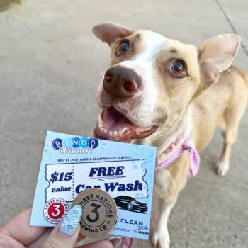 Delilah -  Mixed Breed Dog for Adoption in Lewisville, Texas - Delilah | PetCurious