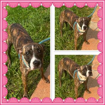DAISY -  Mixed Breed Dog for Adoption in Buckhannon, West Virginia - DAISY | PetCurious