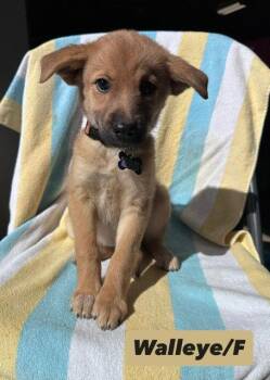 Shepherd and Great Pyrenees Dogs Available for Adoption in Hillside, Illinois - Walleye | PetCurious