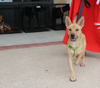 Lite Brite -  Belgian Shepherd Malinois and Chihuahua Dog for Adoption in Pflugerville, Texas - Lite Brite | PetCurious