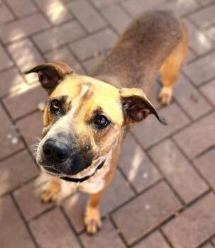 Pit Bull Terrier Dogs Available for Adoption - Noelia | PetCurious