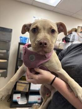 Kaia -  Terrier and Mixed Breed Dog for Adoption in Palm Coast, Florida - Kaia | PetCurious