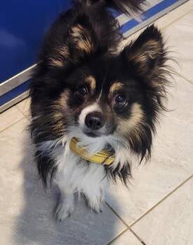Finn -  Papillon Dog for Adoption in Walnutport, Pennsylvania - Finn | PetCurious