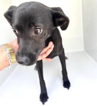 Labrador Retriever and Mixed Breed Dogs Available for Adoption in Houston, Texas - A657099 | PetCurious