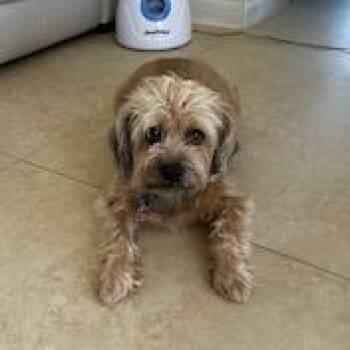 Yorkshire Terrier Dogs Available for Adoption in Galveston, Texas - Dickey Boy | PetCurious