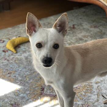 Finnick -  Chihuahua Dog for Adoption in Oak Brook, Illinois - Finnick | PetCurious