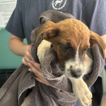 Reef -  Australian Cattle Dog Blue Heeler and Mixed Breed Dog for Adoption in Starkville, Mississippi - Reef | PetCurious
