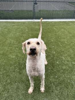 Bones -  Mixed Breed Dog for Adoption in Lafayette, Indiana - Bones | PetCurious