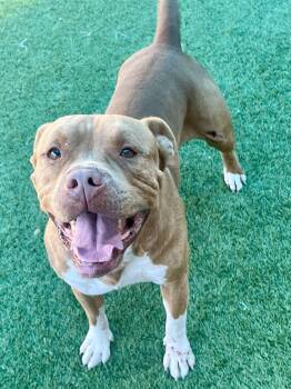 Rescue Pit Bull Terrier Dogs for Adoption in Eagle, Idaho - Draco **Courtesy Post. Out Of Town Pet. See Below For Details** | PetCurious