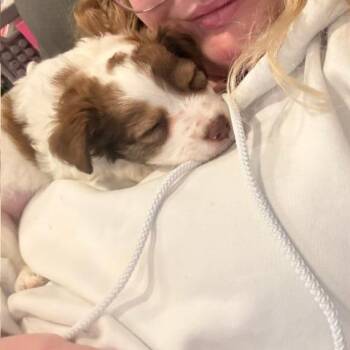 Australian Shepherd and Mixed Breed Dogs Available for Adoption in Chaska, Minnesota - Brunswick | PetCurious