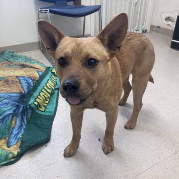 Chilli -  Australian Cattle Dog Blue Heeler and American Staffordshire Terrier Dog for Adoption in Shelton, Washington - Chilli | PetCurious