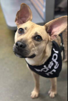 Rescue Terrier and Shepherd Dogs for Adoption in Carrollton, Virginia - Nacho | PetCurious