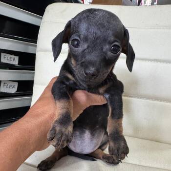 Chihuahua and Dachshund Dogs Available for Adoption in Venice, Florida - Chiweenie 5/Lilly | PetCurious