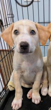 Rescue Labrador Retriever and Great Pyrenees Dogs for Adoption in Hilham, Tennessee - Chip | PetCurious