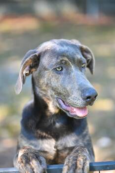 Maggie - WAIVED ADOPTION FEE -  German Shepherd Dog and Labrador Retriever Dog for Adoption in Falmouth, Maine - Maggie - WAIVED ADOPTION FEE | PetCurious