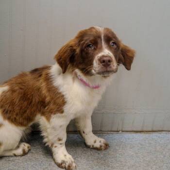 Spaniel Dogs Available for Adoption - Hazel | PetCurious