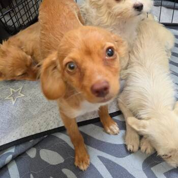 Tara McLeod -  Chihuahua Dog for Adoption in Redmond, Washington - Tara McLeod | PetCurious