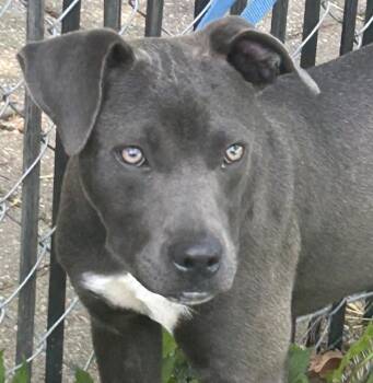 Silvey - A enduring silver smaller girl -  Pit Bull Terrier and Labrador Retriever Dog for Adoption in Green Ridge, Missouri - Silvey - A Enduring Silver Smaller Girl | PetCurious