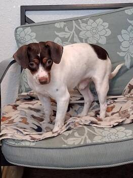 Hondo -  Jack Russell Terrier and Chihuahua Dog for Adoption in Eastman, Georgia - Hondo | PetCurious