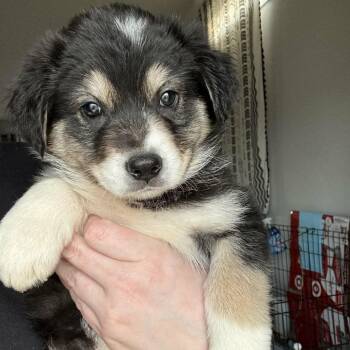 Mixed Breed Dogs Available for Adoption - Hamm | PetCurious