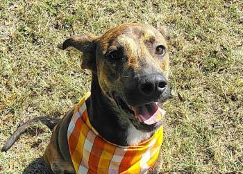 Rescue Mountain Cur and Mixed Breed Dogs for Adoption in Anniston, Alabama - Rocky | PetCurious