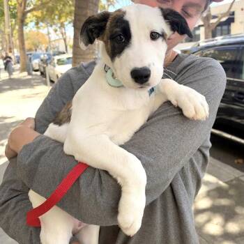 Scout -  Pit Bull Terrier Dog for Adoption in Oakland, California - Scout | PetCurious