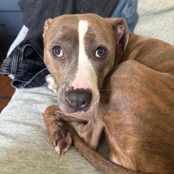 Daffodaisy -  Mixed Breed Dog for Adoption in New York, New York - Daffodaisy | PetCurious