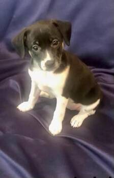 Mixed Breed Dogs Available for Adoption in Taycheedah, Wisconsin - Fresca | PetCurious