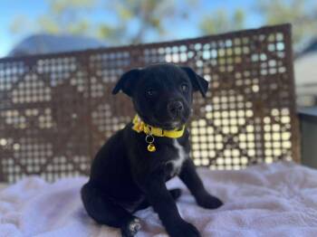 Rescue Husky Dogs for Adoption in Paramus, New Jersey - Frida | PetCurious