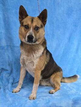 Corgi and Australian Cattle Dog Blue Heeler Dogs Available for Adoption in New York, New York - Dr Devious *foster Needed* | PetCurious