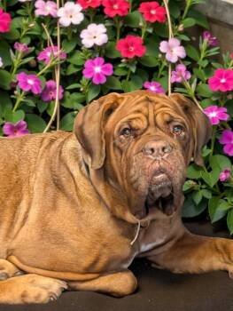 Dogue De Bordeaux Dogs Available for Adoption - Bonnie | PetCurious