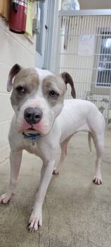 Rescue Pit Bull Terrier Dogs for Adoption in West Milford, New Jersey - Ivy | PetCurious