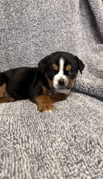 American Bulldog and Boxer Dogs Available for Adoption - Frost (M) | PetCurious