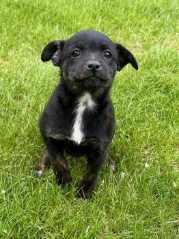 Jack Russell Terrier and Rat Terrier Dogs Available for Adoption in New Baltimore, Michigan - Bonnie | PetCurious
