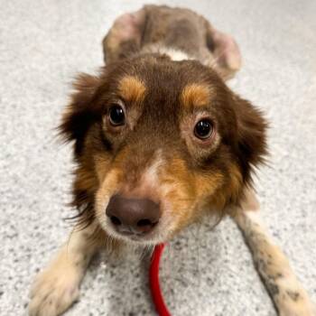 Australian Shepherd Dogs Available for Adoption in Fort Wayne, Indiana - Bishop | PetCurious