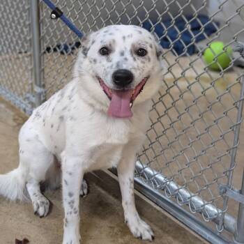 Rafe -  Australian Cattle Dog Blue Heeler and Mixed Breed Dog for Adoption - Rafe | PetCurious