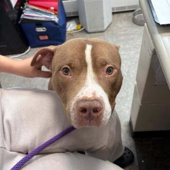 Oberlan -  Mixed Breed Dog for Adoption in Philadelphia, Pennsylvania - Oberlan | PetCurious
