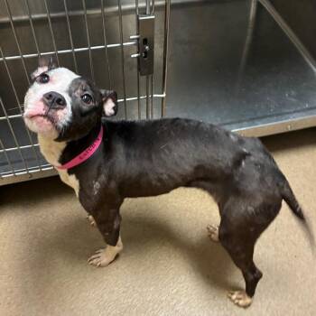 Tova -  Mixed Breed Dog for Adoption in Chattanooga, Tennessee - Tova | PetCurious
