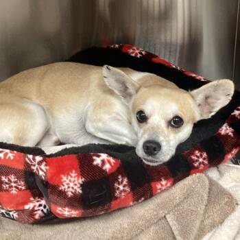 Starsky -  Chihuahua and Mixed Breed Dog for Adoption in Bullhead City, Arizona - Starsky | PetCurious
