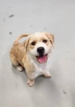 Scruffy -  Terrier and Basset Hound Dog for Adoption in Elk Grove, California - Scruffy | PetCurious