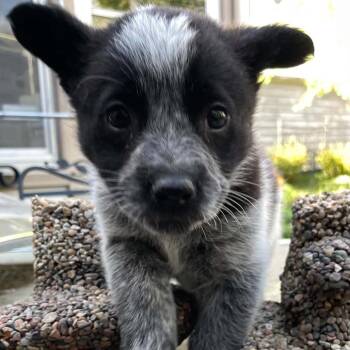 Mixed Breed Dogs Available for Adoption in Buffalo, Minnesota - Plesiosaurus | PetCurious